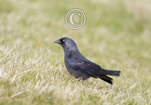 Jackdaw DM0111